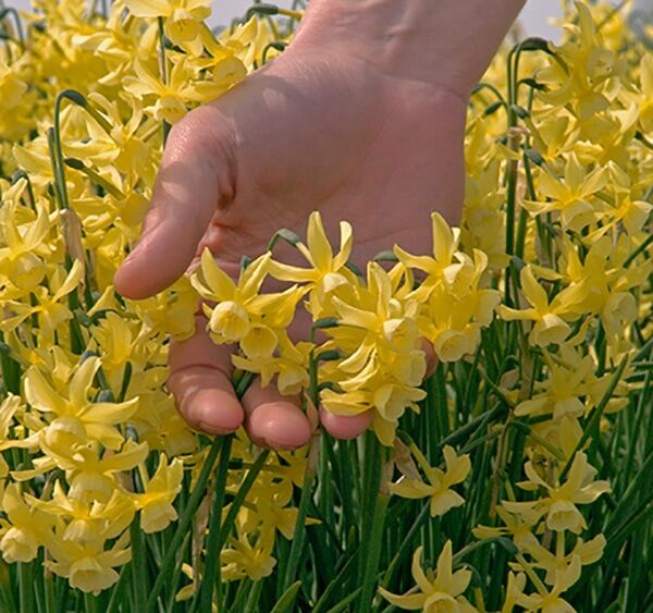 Hawera Daffodils in garden