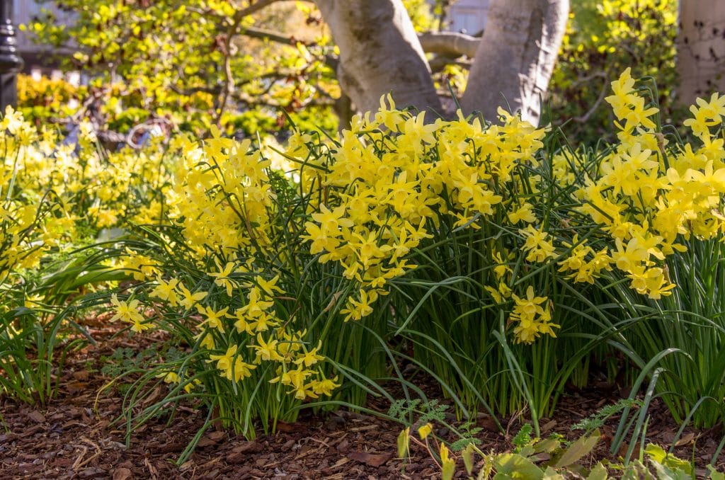 Hawera Daffodils by tree