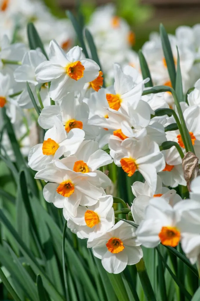 Geranium Daffodils growing together