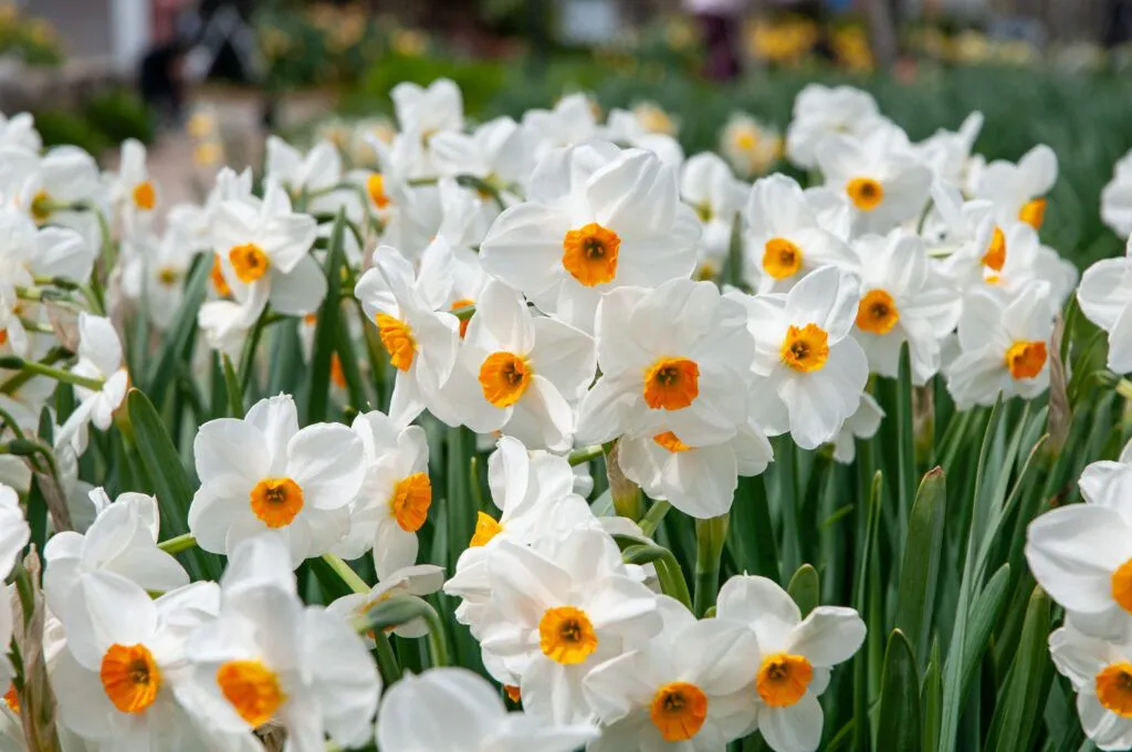 Geranium Daffodils in garden
