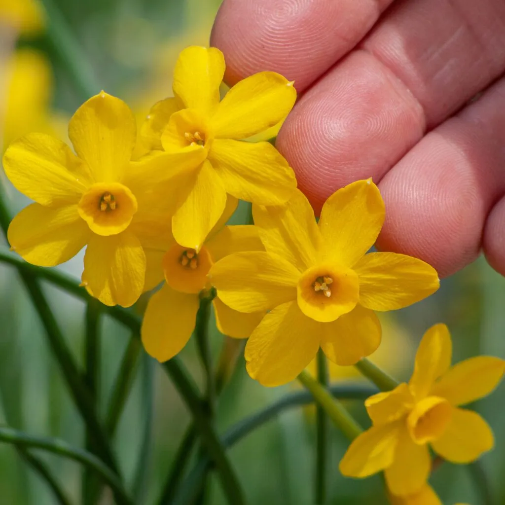 Baby Boomer Daffodils from Colorblends