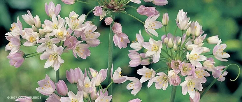 Allium Unifolium close up