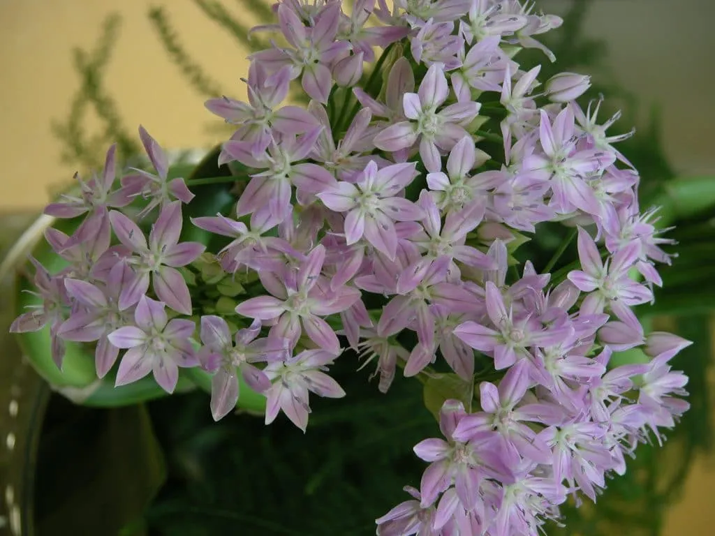 Allium Unifolium growing
