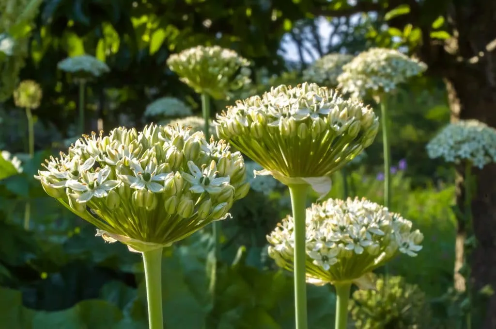 Allium Nigrum growing