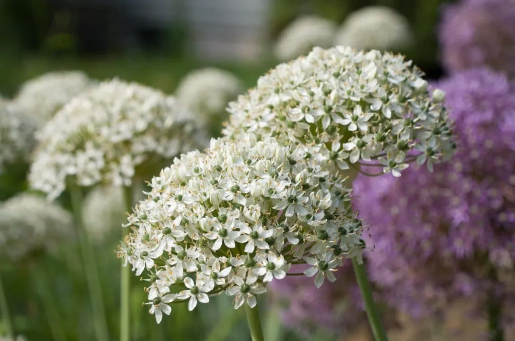 Allium Nigrum close up