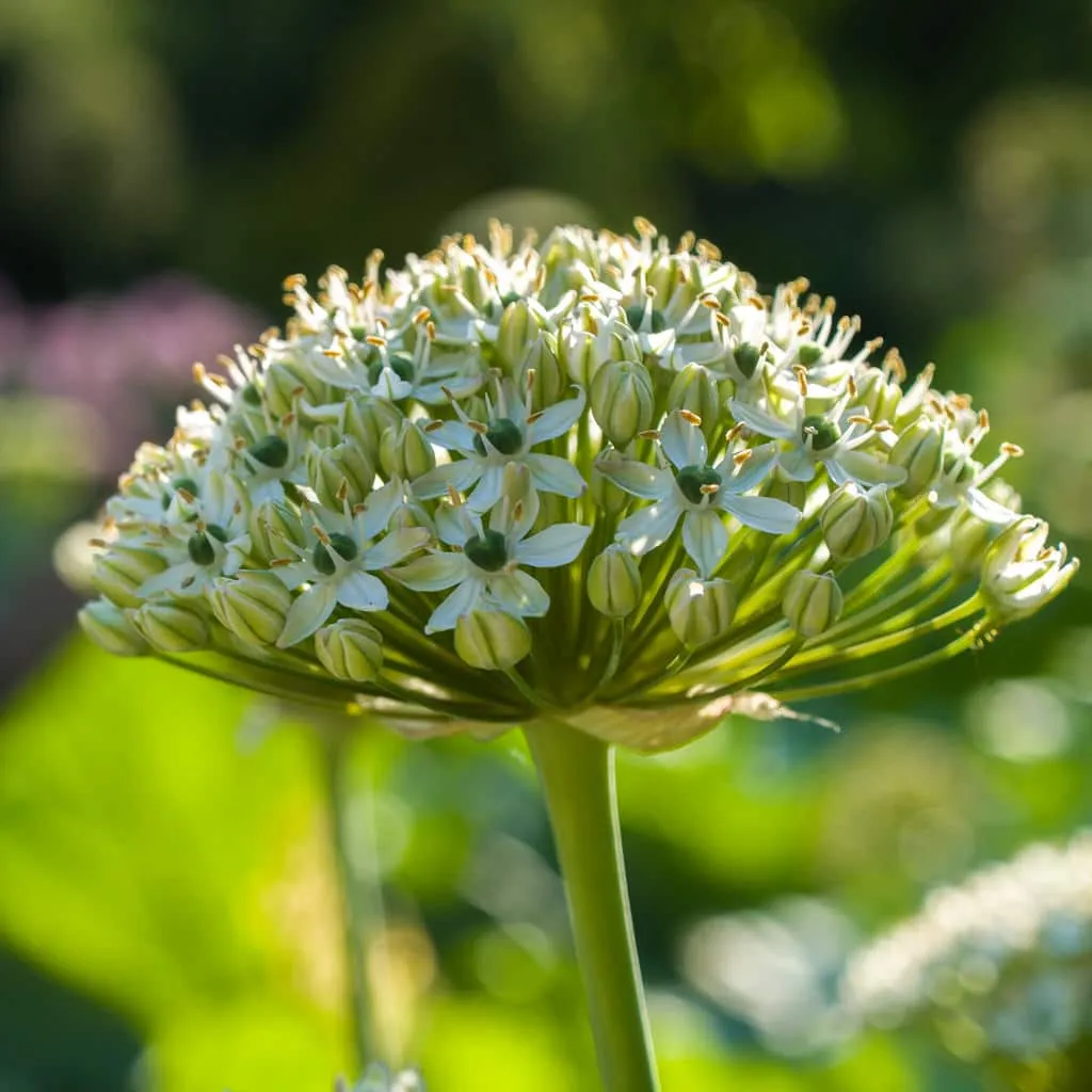 Allium Nigrum from Colorblends