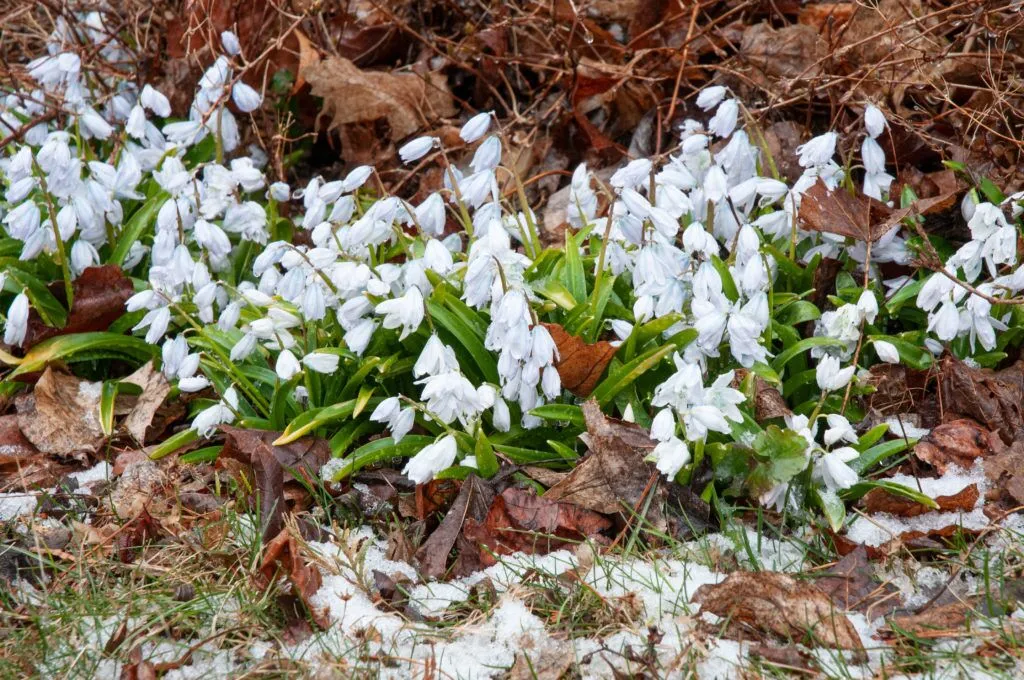 White Squill growing