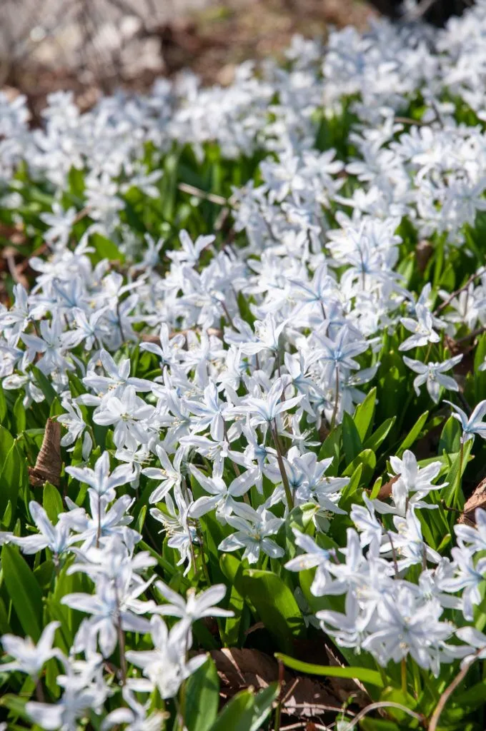 White Squill growing in garden