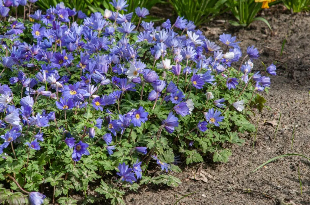 Anemone Blue Shades in garden