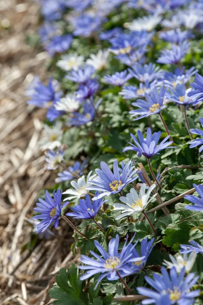 Anemone Blue Shades close up in garden