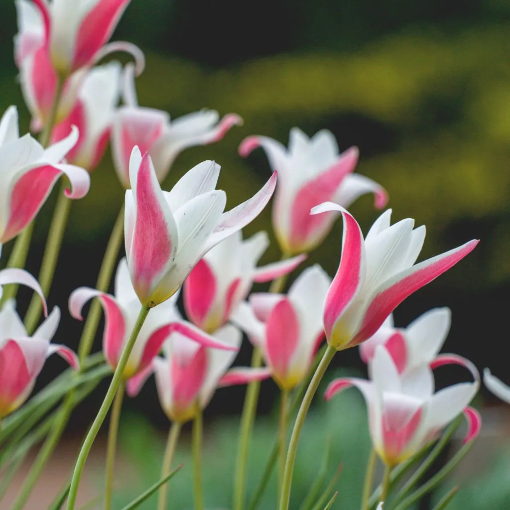 Lady Jane Tulips from Colorblends