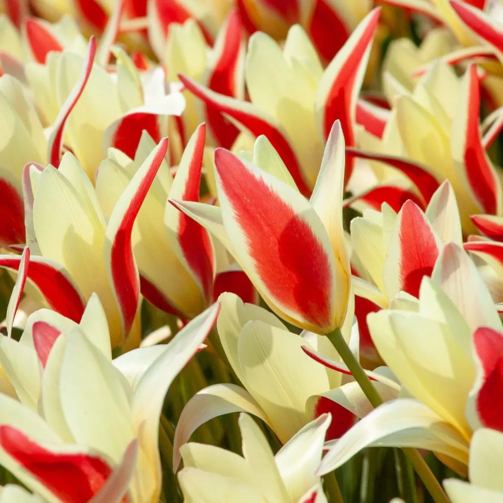 Tinka Tulips from Colorblends