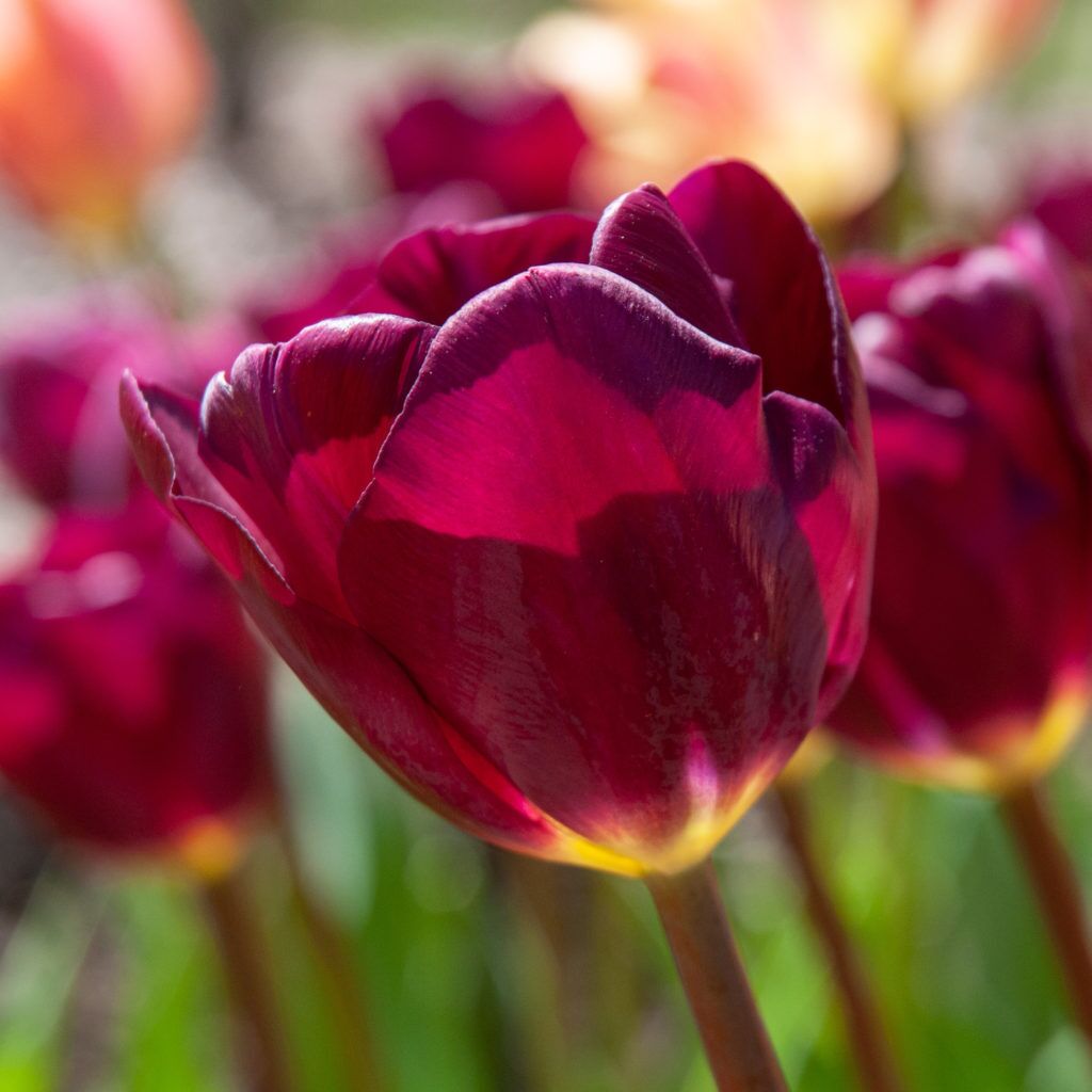 Purple Lady Tulips from Colorblends