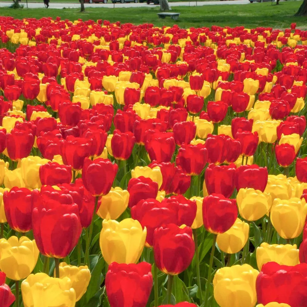 Hot Hot Hot Tulip from Colorblends