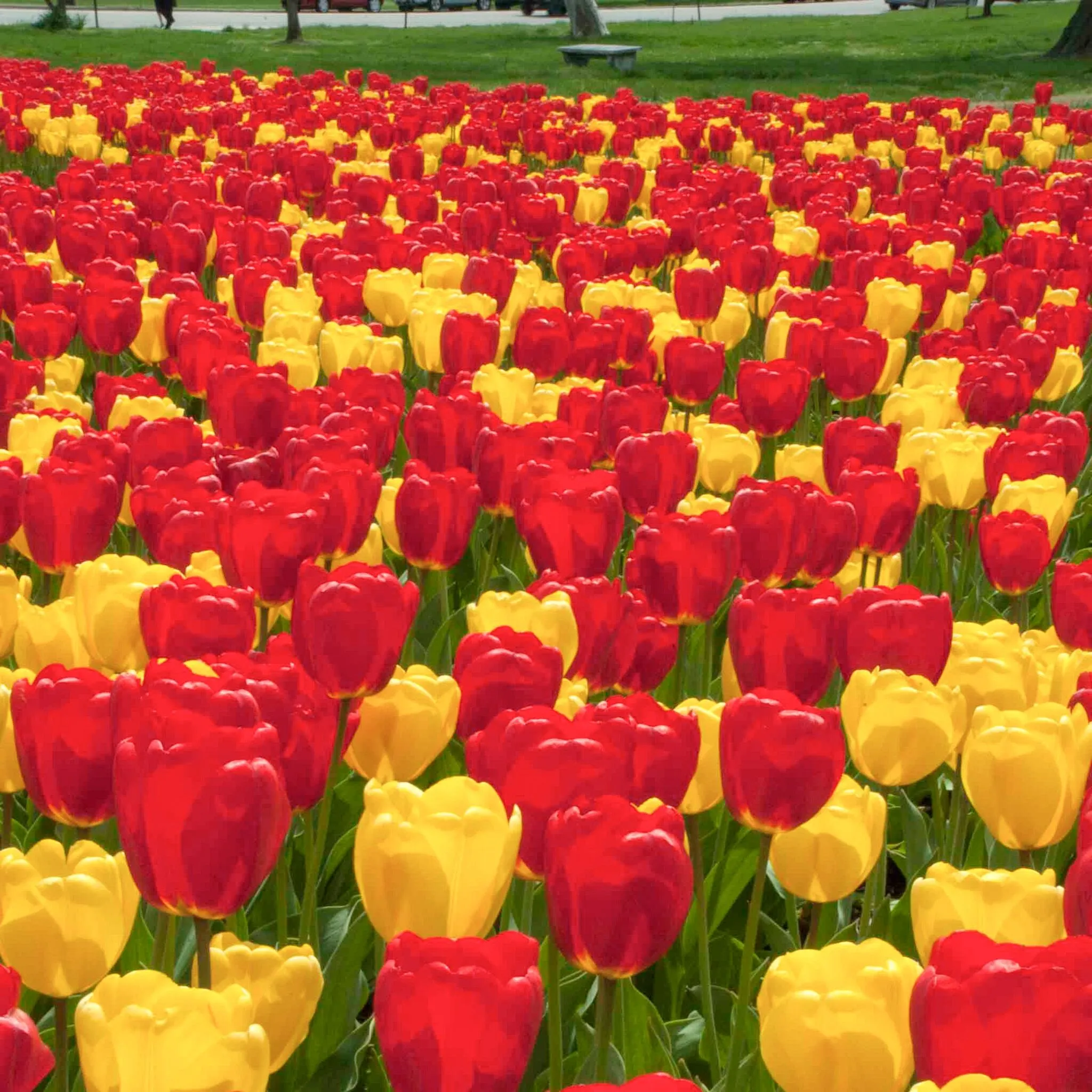 Hot Hot Hot Tulip from Colorblends