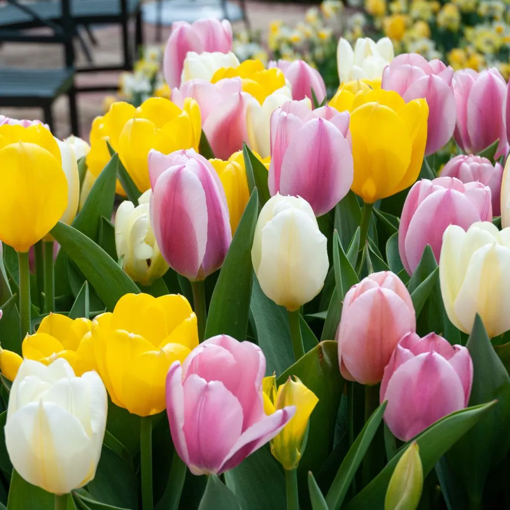 Pinkster Tulip from Colorblends