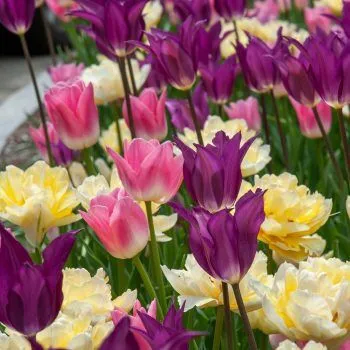 Much Niceness Tulip from Colorblends