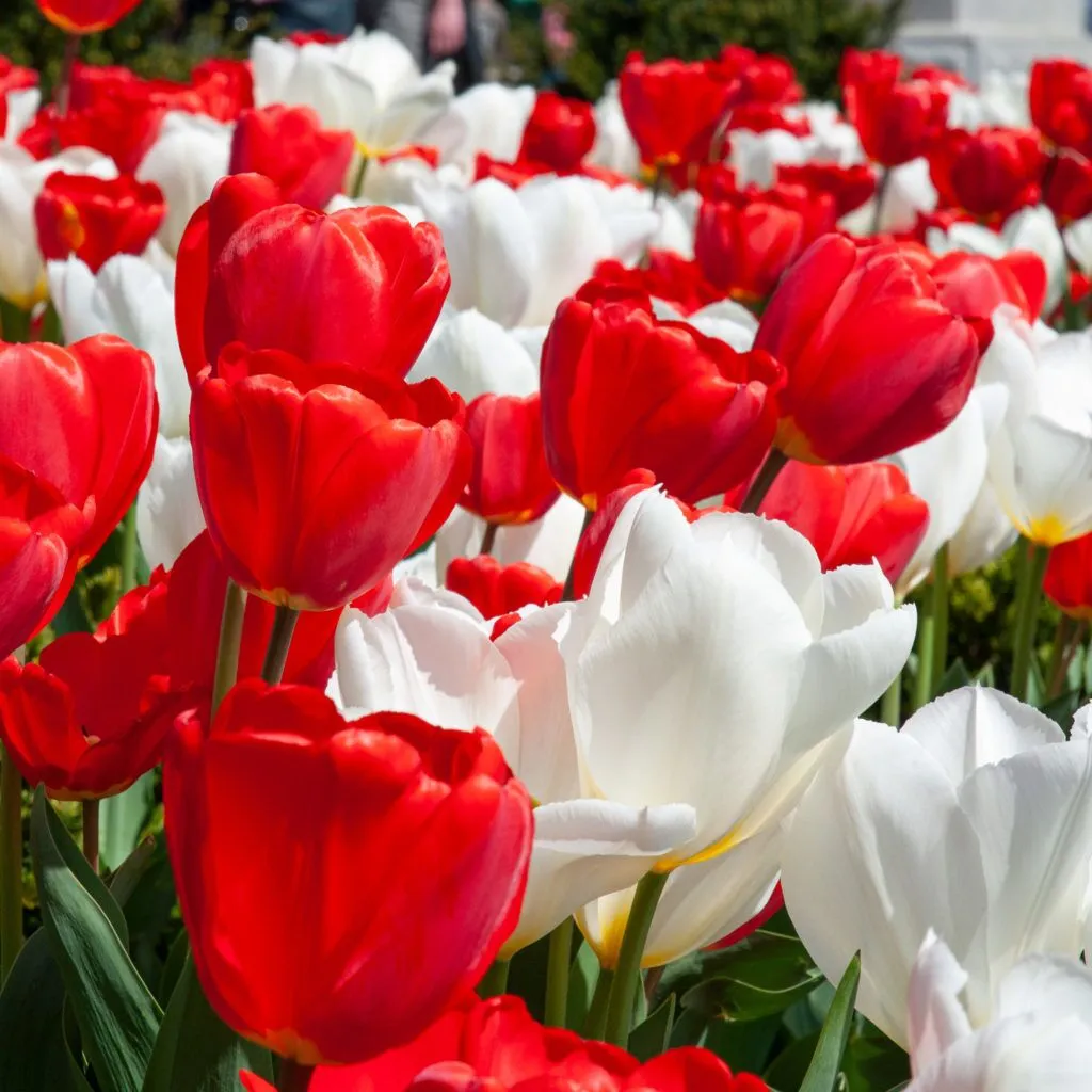 White Hot Tulip from Colorblends