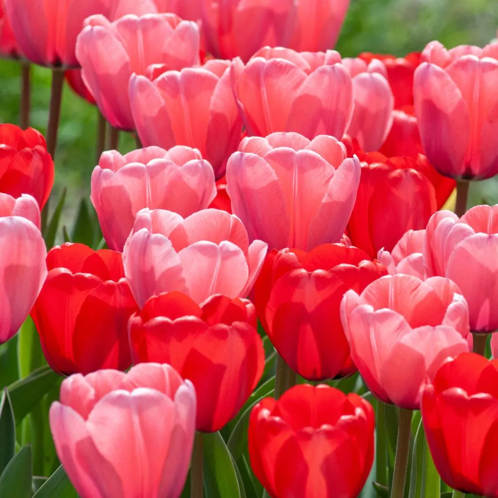 Twin Peeks Tulip from Colorblends