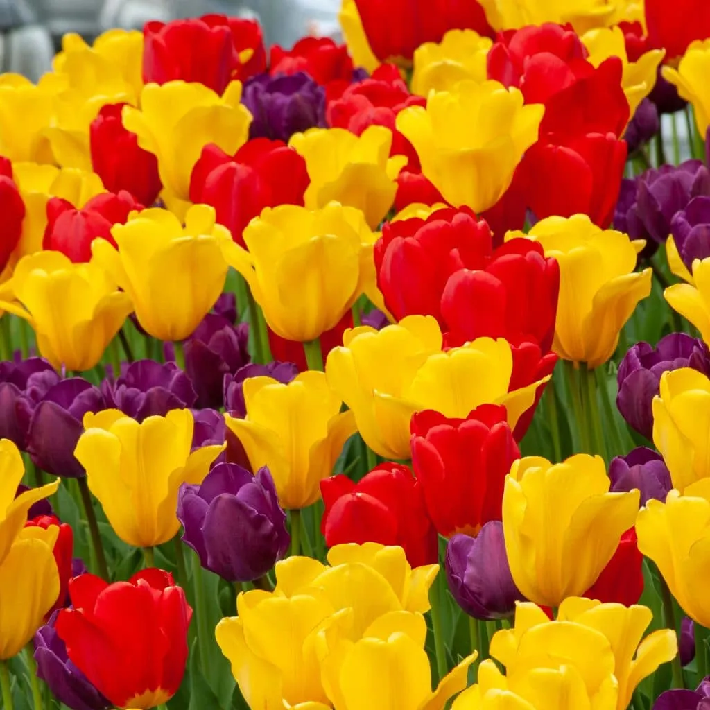 Purdy Tulip from Colorblends