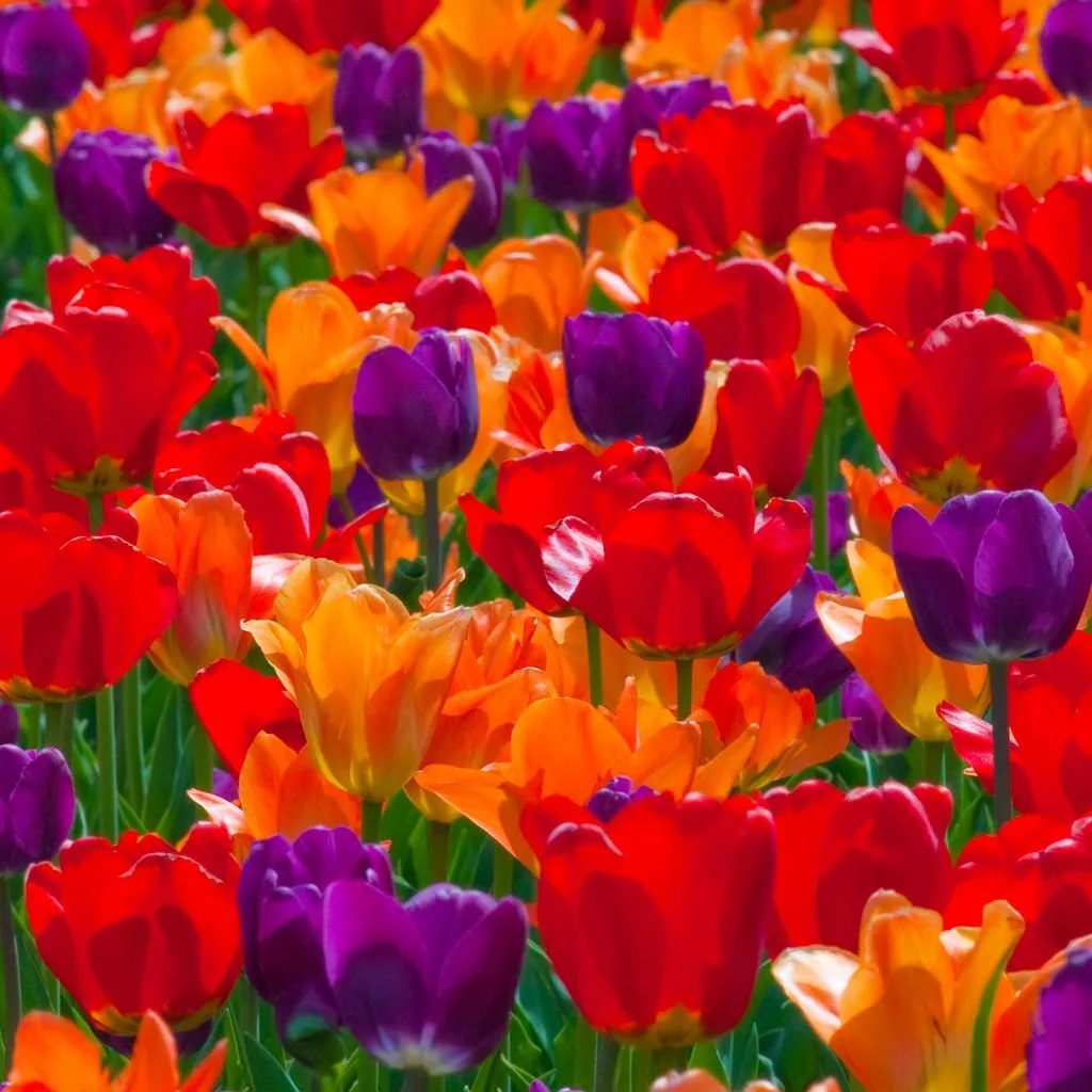 Rainbow Coalition Tulip from Colorblends