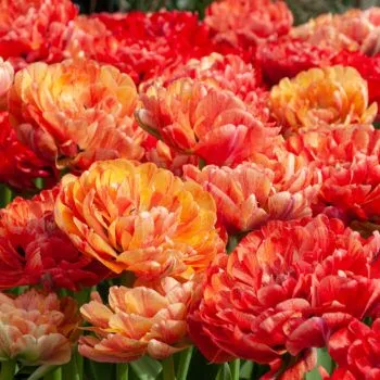 Moris Gudanov Tulips from Colorblends