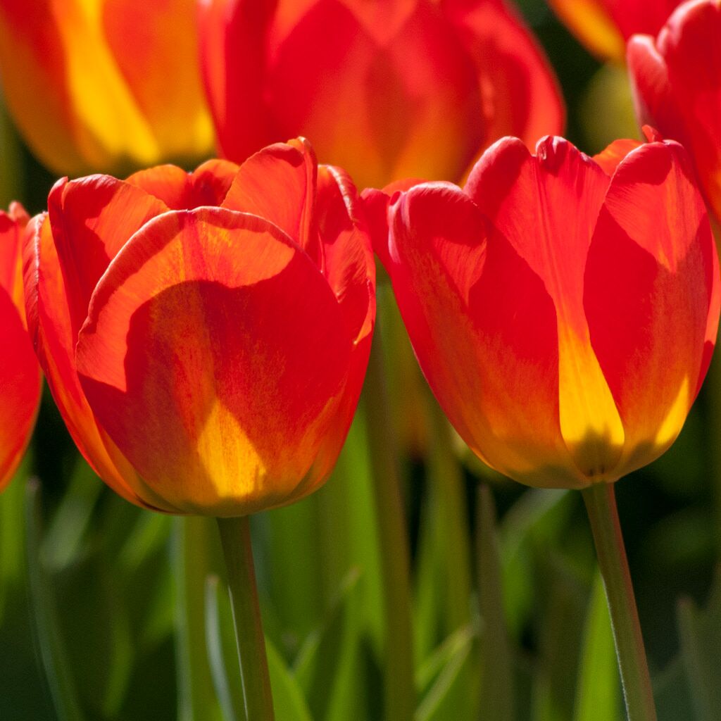 Orange Queen Tulips from Colorblends