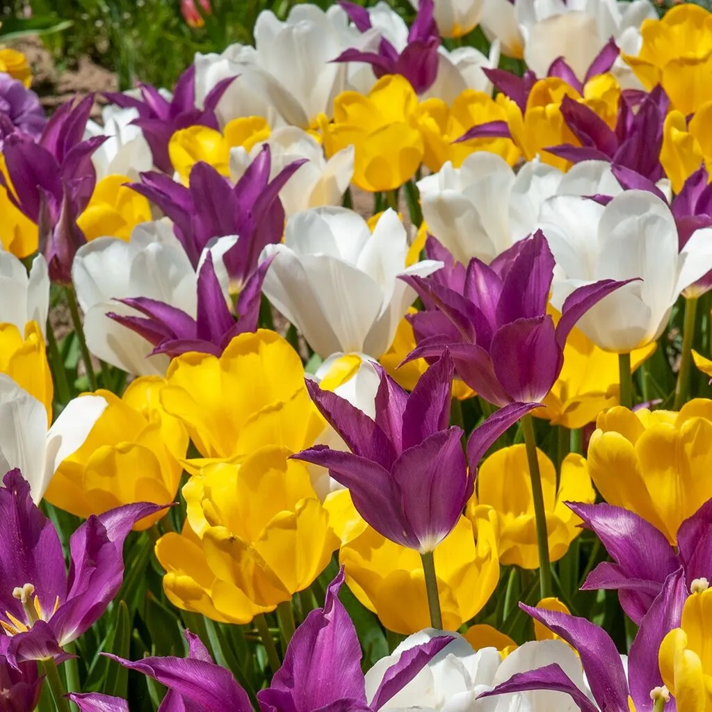 Cakewalk Tulip from Colorblends