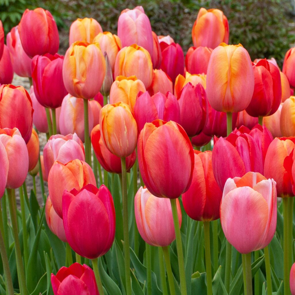 French Blend Rose Tulips from Colorblends
