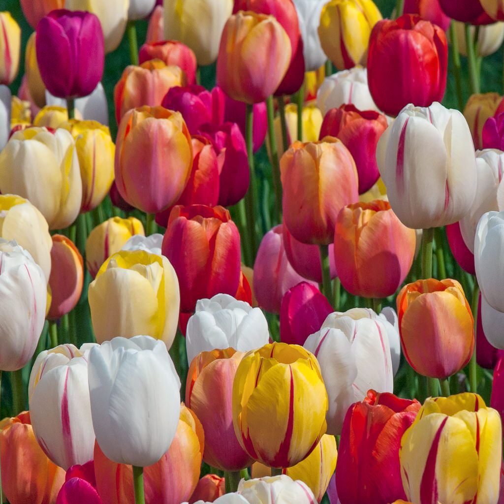 French Blend Rose Tulips from Colorblends