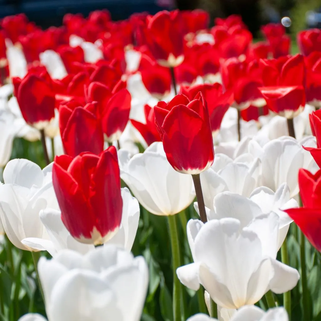 Arrow Space Tulip from Colorblends