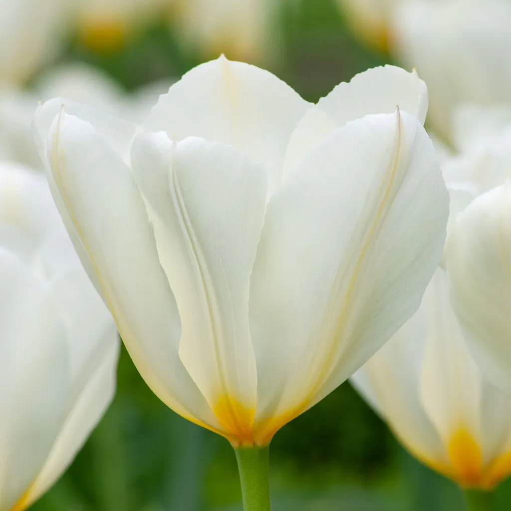 Best White Tulips from Colorblends