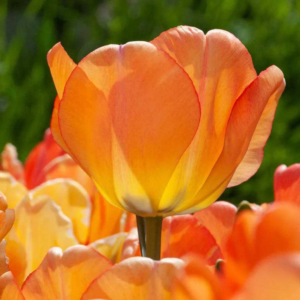 Daydream Tulips from Colorblends