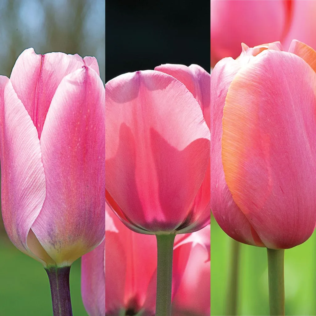 Pink Cubed Tulip from Colorblends