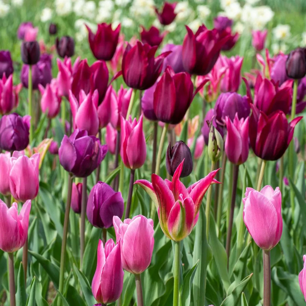 Pinotage Tulip from Colorblends