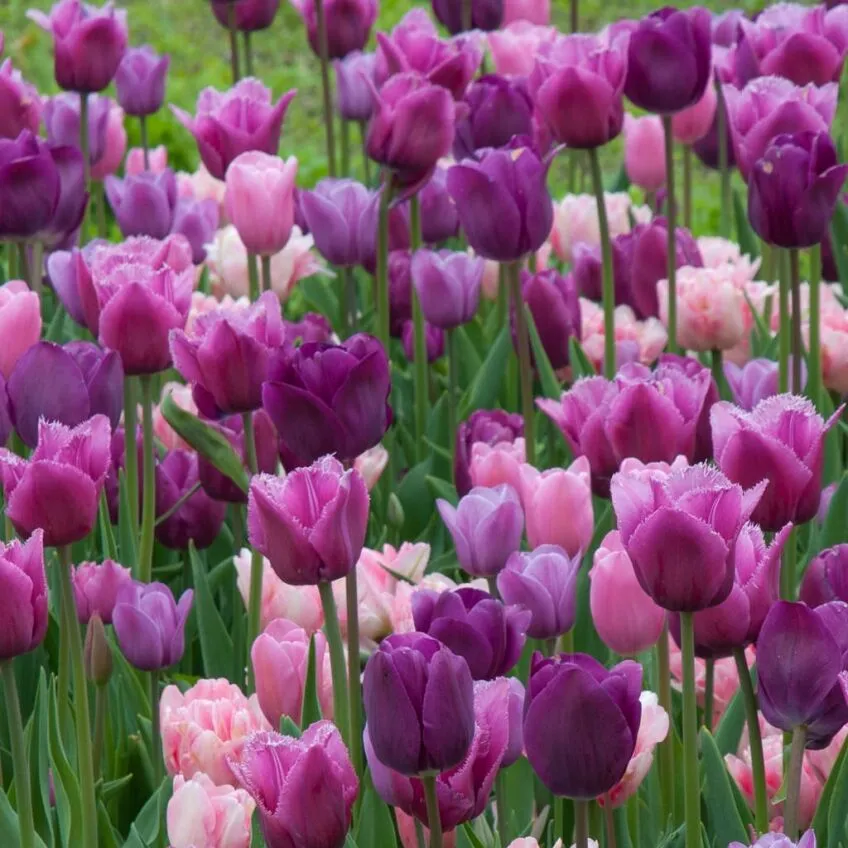 Gamay Tulip from Colorblends