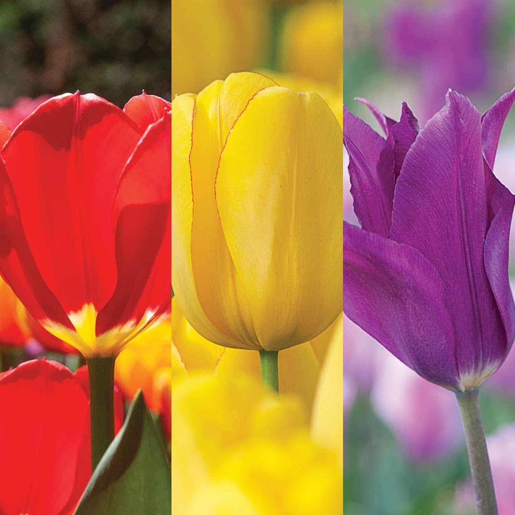 Trifecta Tulip from Colorblends