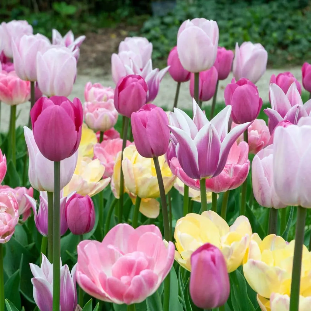 Beaujolais Tulip from Colorblends