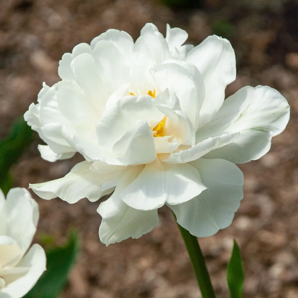 Mount Tacoma Tulips from Colorblends