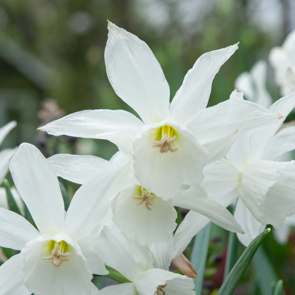 Thalia Daffodils from Colorblends