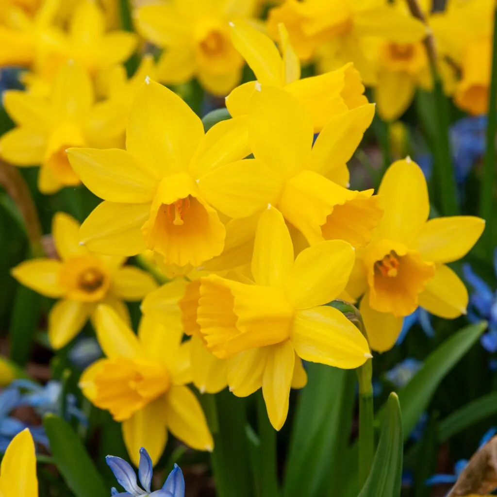 Tête-à&nbsp;-Tête Daffodils from Colorblends