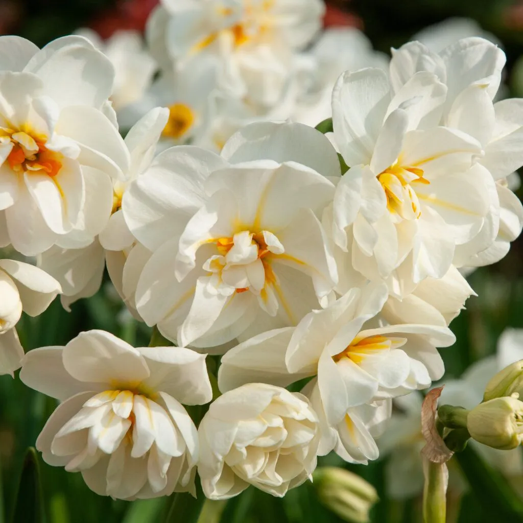 Cheerfulness Daffodils from Colorblends