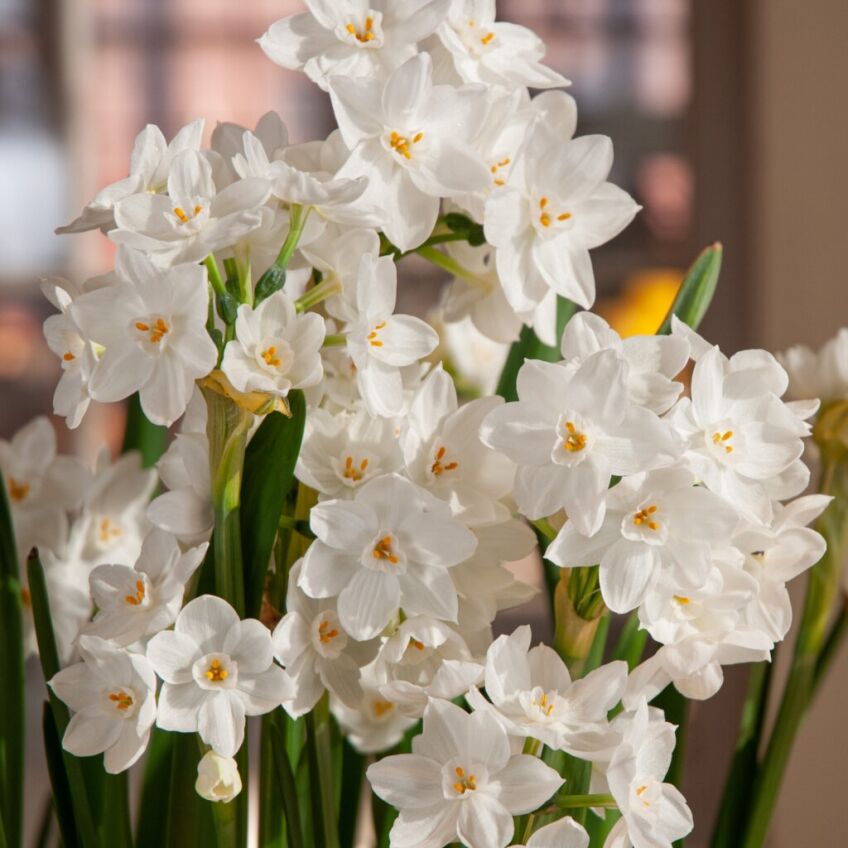 Nir Paperwhites from Colorblends