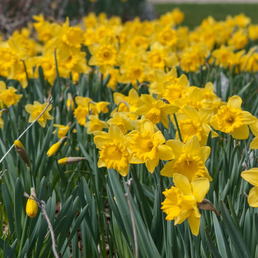 Dutch Master LS Daffodils from Colorblends