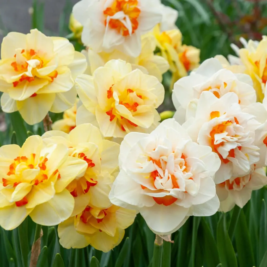 Oh Pairs Daffodil by Colorblends
