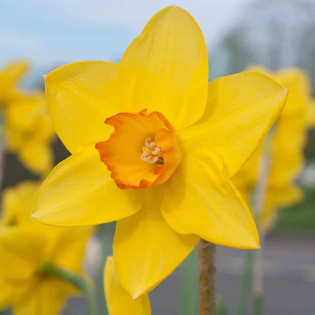 Sealing Wax LS Daffodils by Colorblends