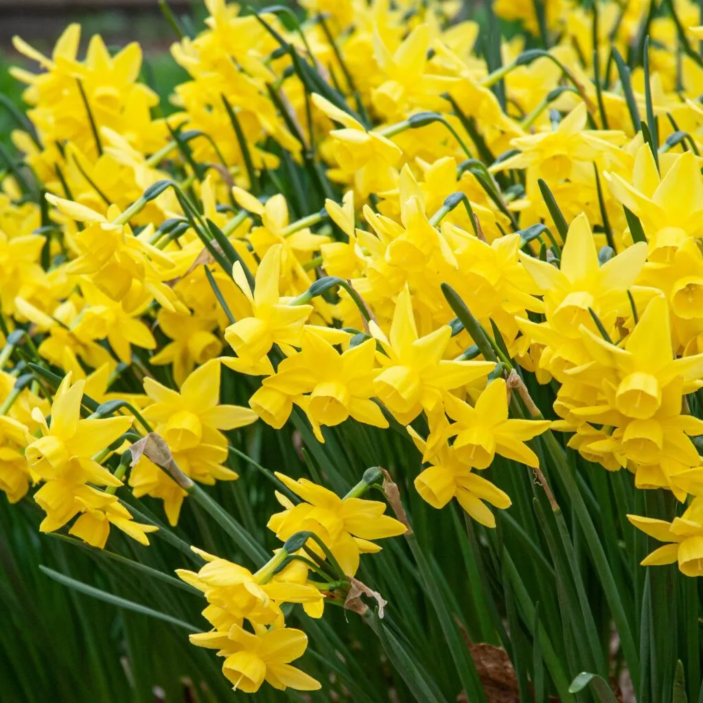 Yellow Ocean Daffodils by Colorblends