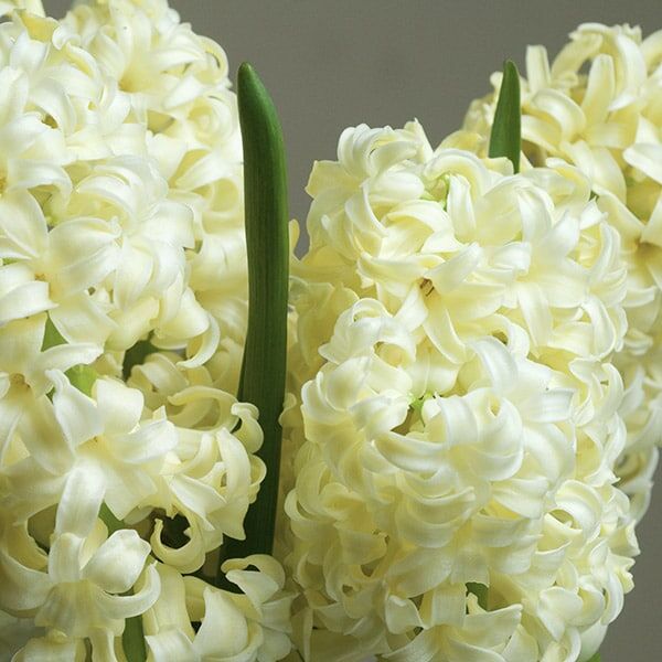 Hyacinth City of Haarlem by Colorblends