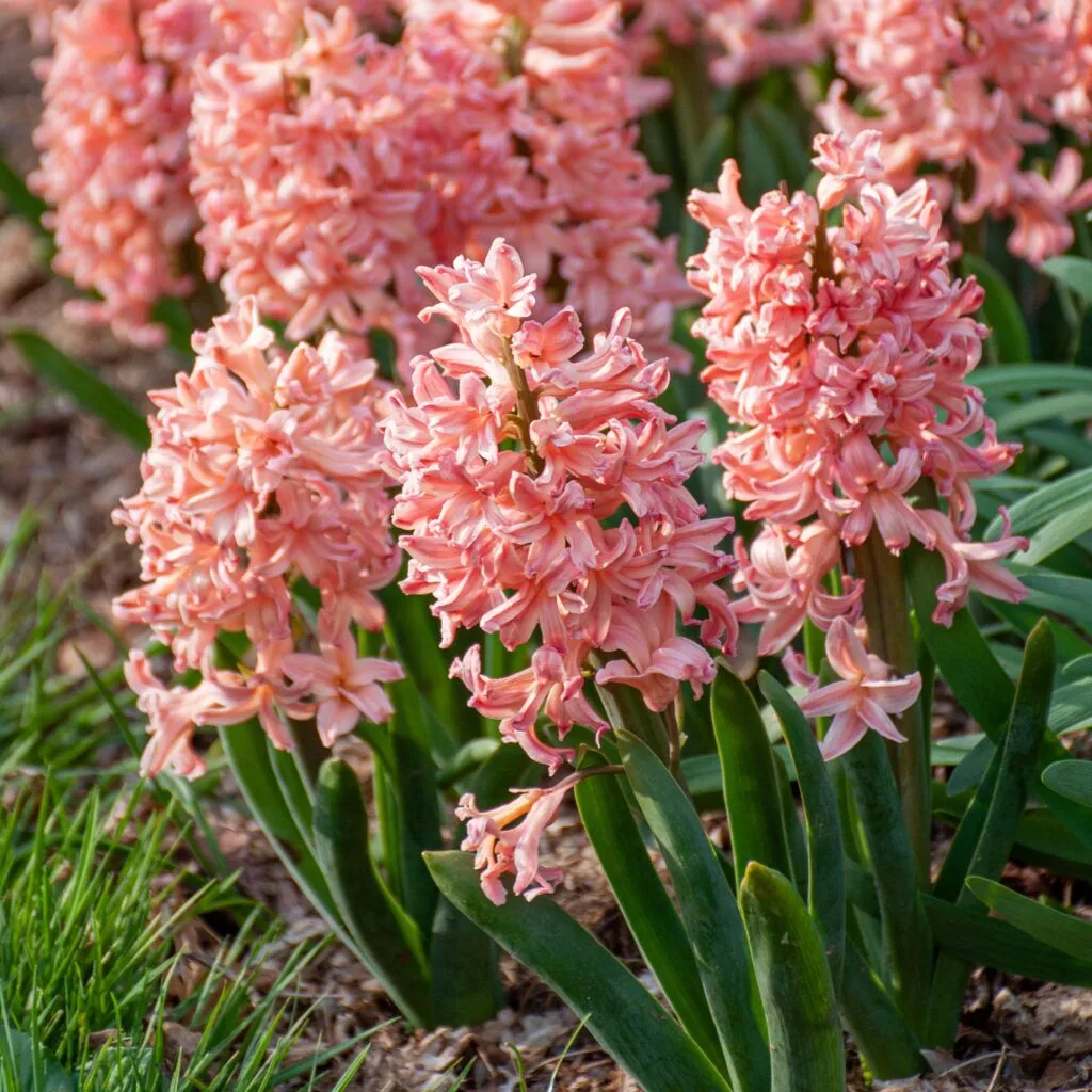 Hyacinth Gipsy Queen from Colorblends