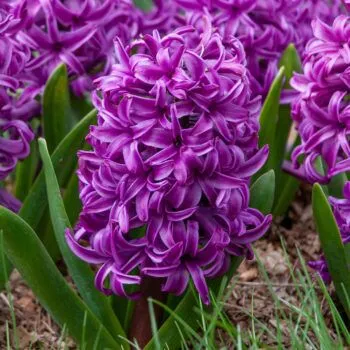 Hyacinth Purple Sensation from Colorblends